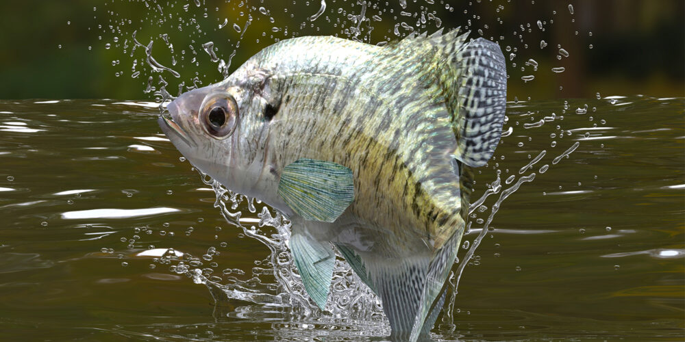 Image for Follow Mark Davis’ “Guide Rules” to Catch More Winter Crappie