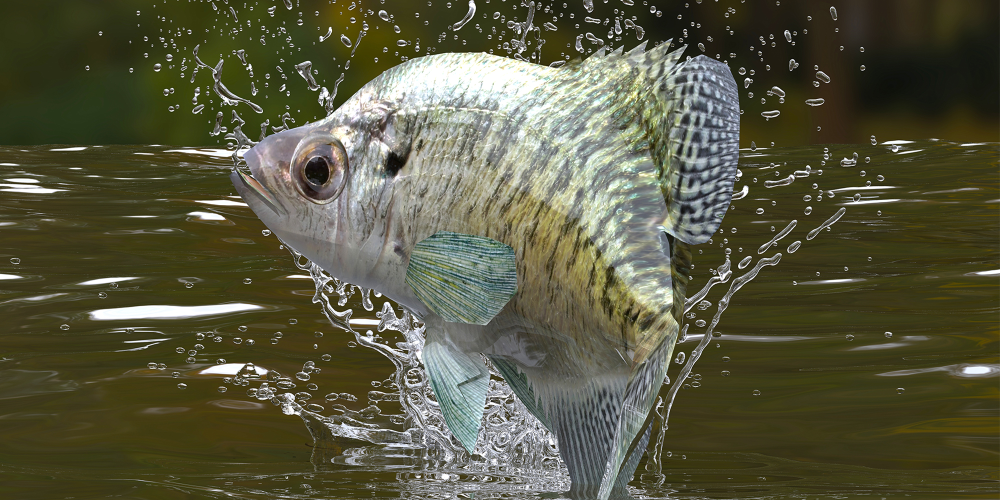 Drop-Shot Fishing Tips for Wintertime Crappie - Game & Fish