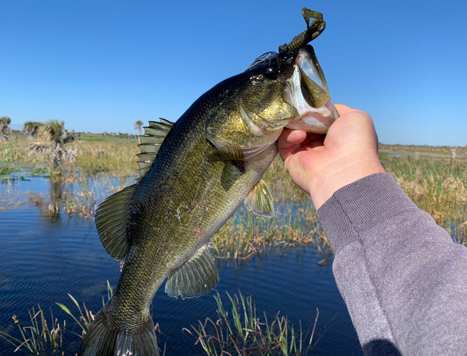 Follow Kenney's Keys to Locate, Catch Bass in the Grass - Major League  Fishing