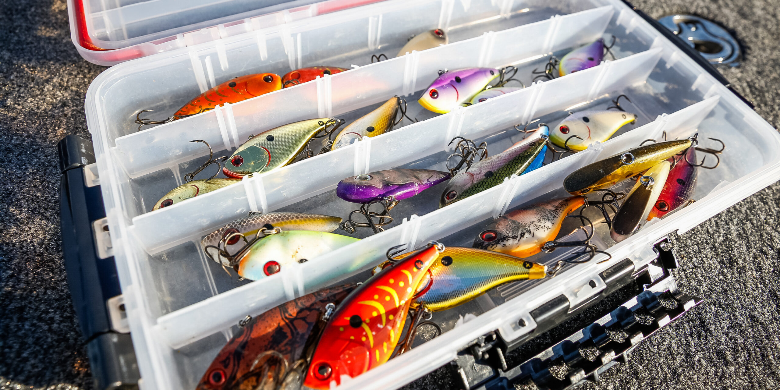 Best Baits for Live Trapping