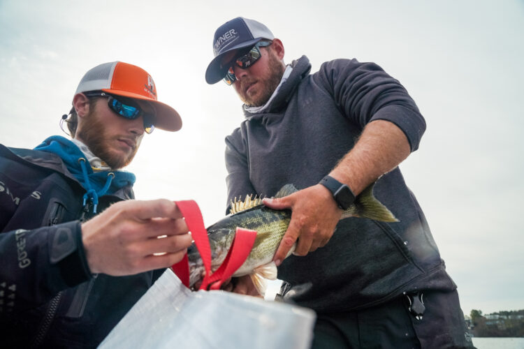 Image for GALLERY: Tackle Warehouse Pro Circuit, Smith Lake, Day 1 Weigh-In