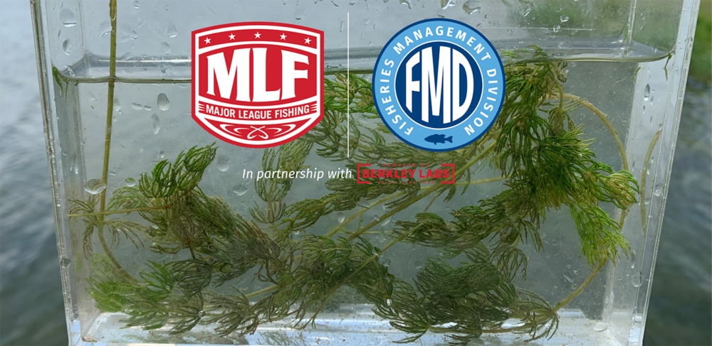 Image for MLF Anglers Guide to Aquatic Plants: Coontail