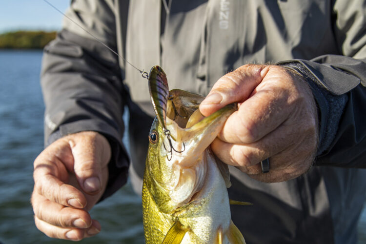 Now's the time for ripping a lipless crankbait, according to Roy