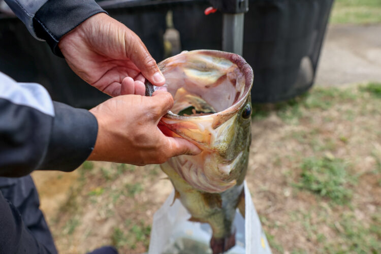 Image for GALLERY: Solid bags weighed on Day 1 at the Potomac River