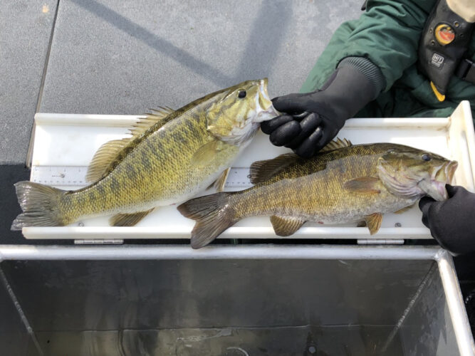 Podcast: How Alabama bass threaten smallmouth and largemouth and why you  shouldn't move them - Major League Fishing
