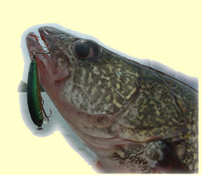 Image for Shallow-water walleyes