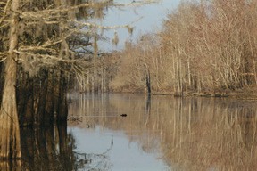 Image for FLW preview: Different ballgame at Atchafalaya