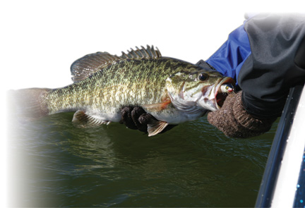 Image for Cold-water bass