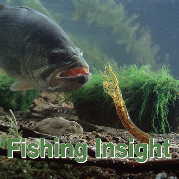 Image for Fishing insight