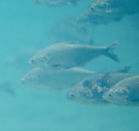 Image for Managing shad