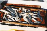 Spanish sardines and shad are some of the baits used by kingfish anglers.