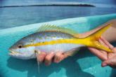 Yellowtail snapper are used as baits for kingfish.