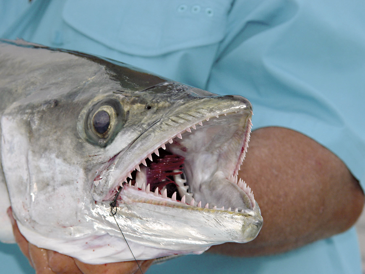 Shark Tank' Recap: The Gadgets That Sparked a Feeding Frenzy