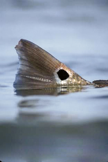 Image for Ten tidal tips for redfish