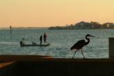 Follow me to the fish: A heron looks on as redfish anglers start day two.