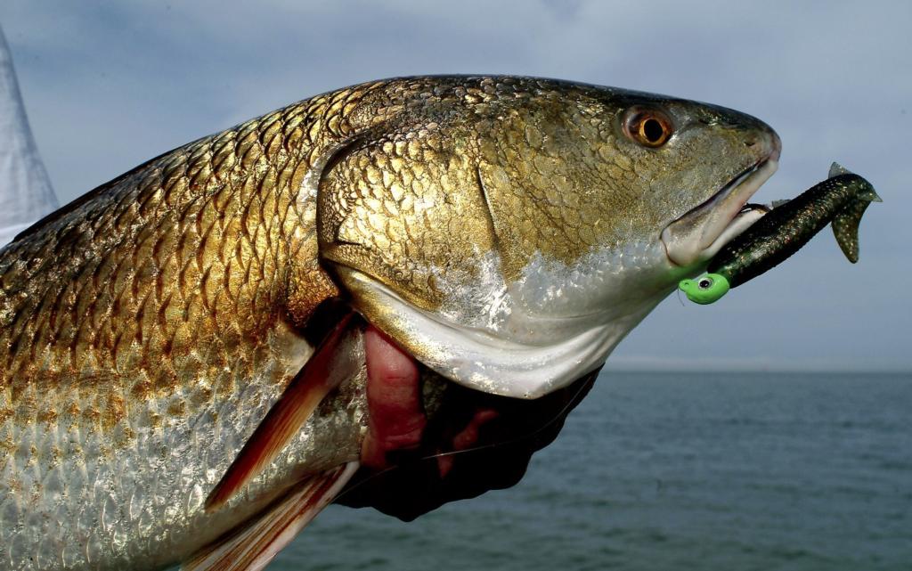 Master Feeder Fishing: Types, Top Rigs, and Expert Tips