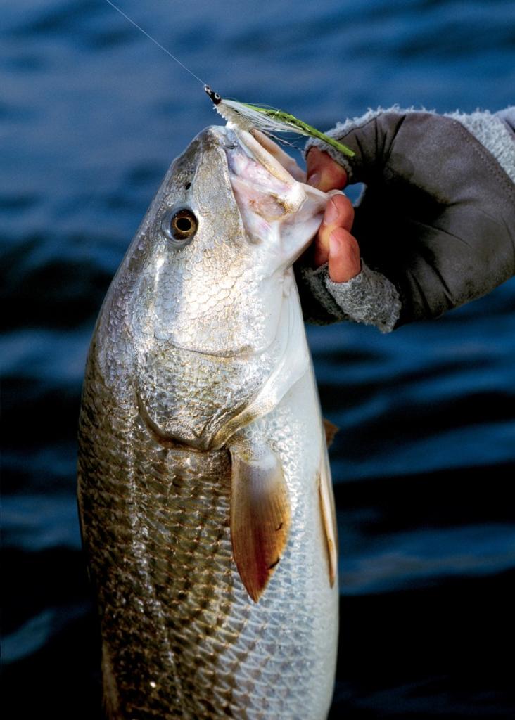 Three Reasons You Will Love Shallow Crankbaits to Catch Redfish