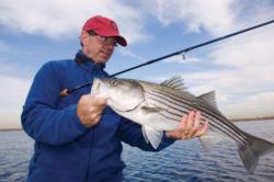 All stripers, especially big ones, feed aggressively before winter arrives.