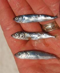 Juvenile Atlantic mackerel are a favorite forage fish of striped bass.