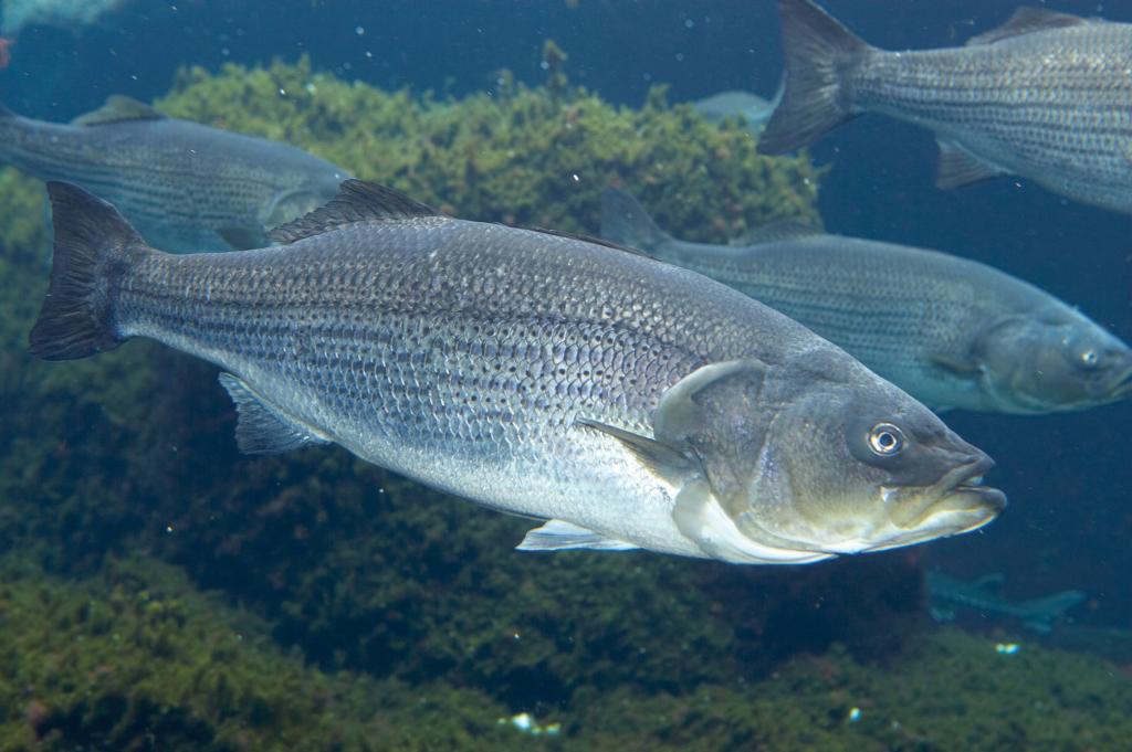 Image for Early winter striped bass