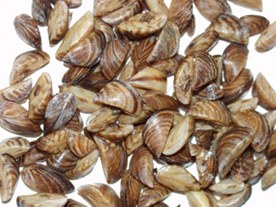 Image for Anglers urged to help stop spread of quagga mussels