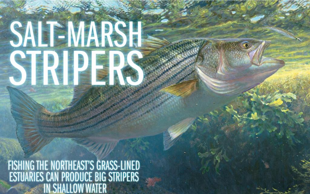 Salt-marsh stripers - Major League Fishing