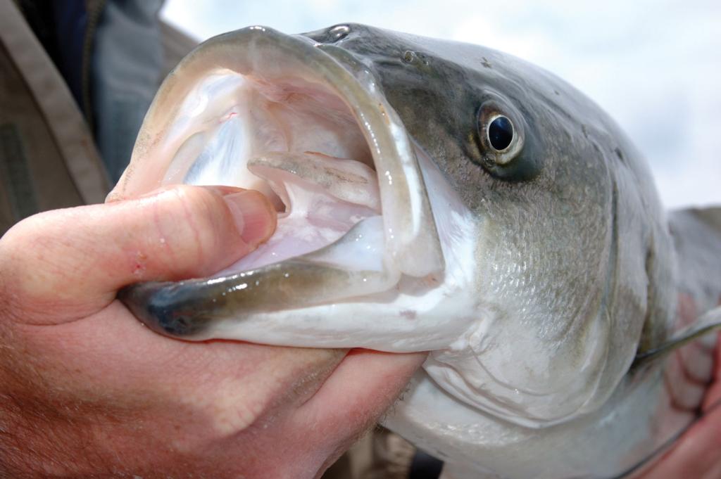 Crash Course: Light Tackle Trolling for Trophy Stripers