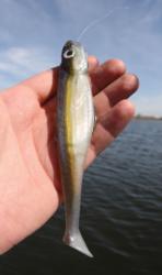 Ever popular in the West, lipless crankbaits and swimbaits, such as the Mission Fish, account for a lot of big bass.
