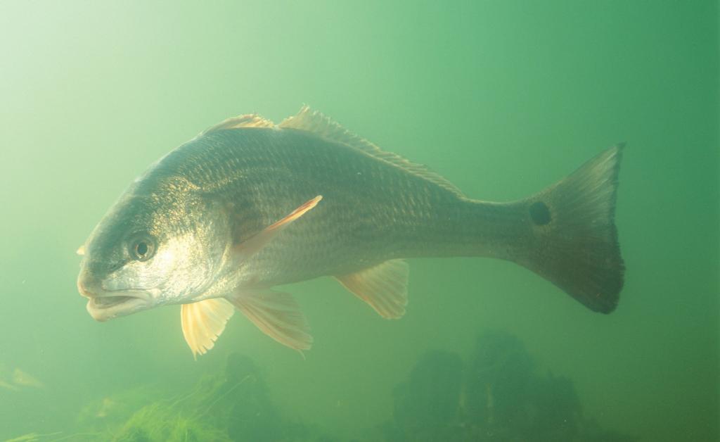 Redfish Secrets Revealed by Biologists