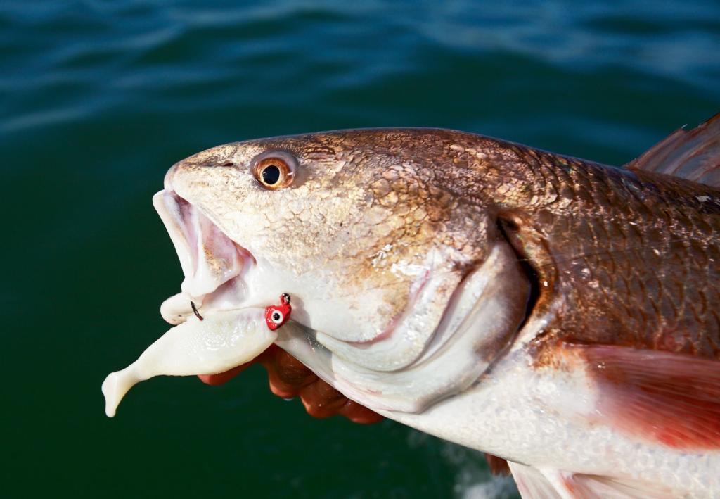 Reading redfish routes - Major League Fishing