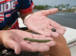 Drop-shot rigs are making their way into redfishing after years of success in tournament bass circuits.