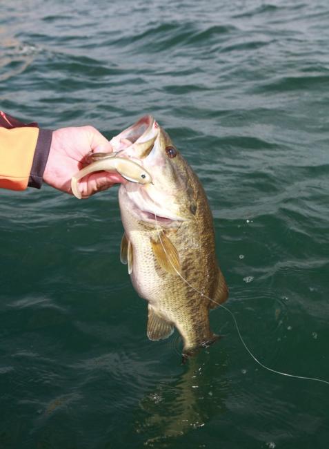 Many swimbait strikes come in the last 10 feet of the retrieve.