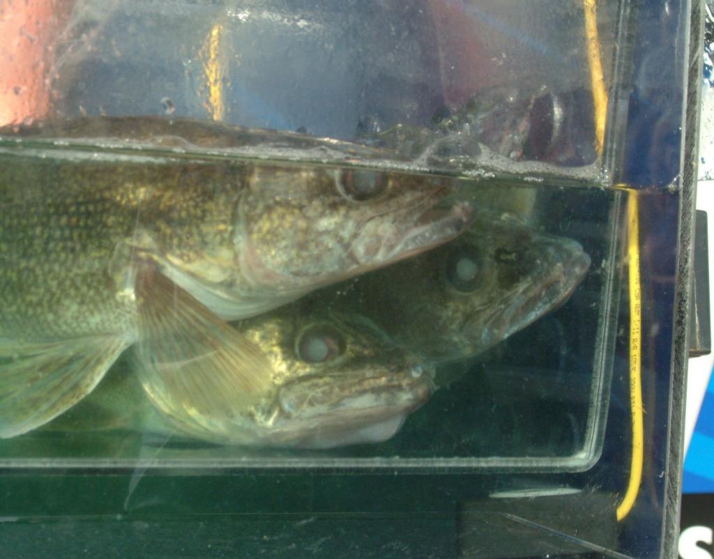 Image for Welcome to walleye fishing