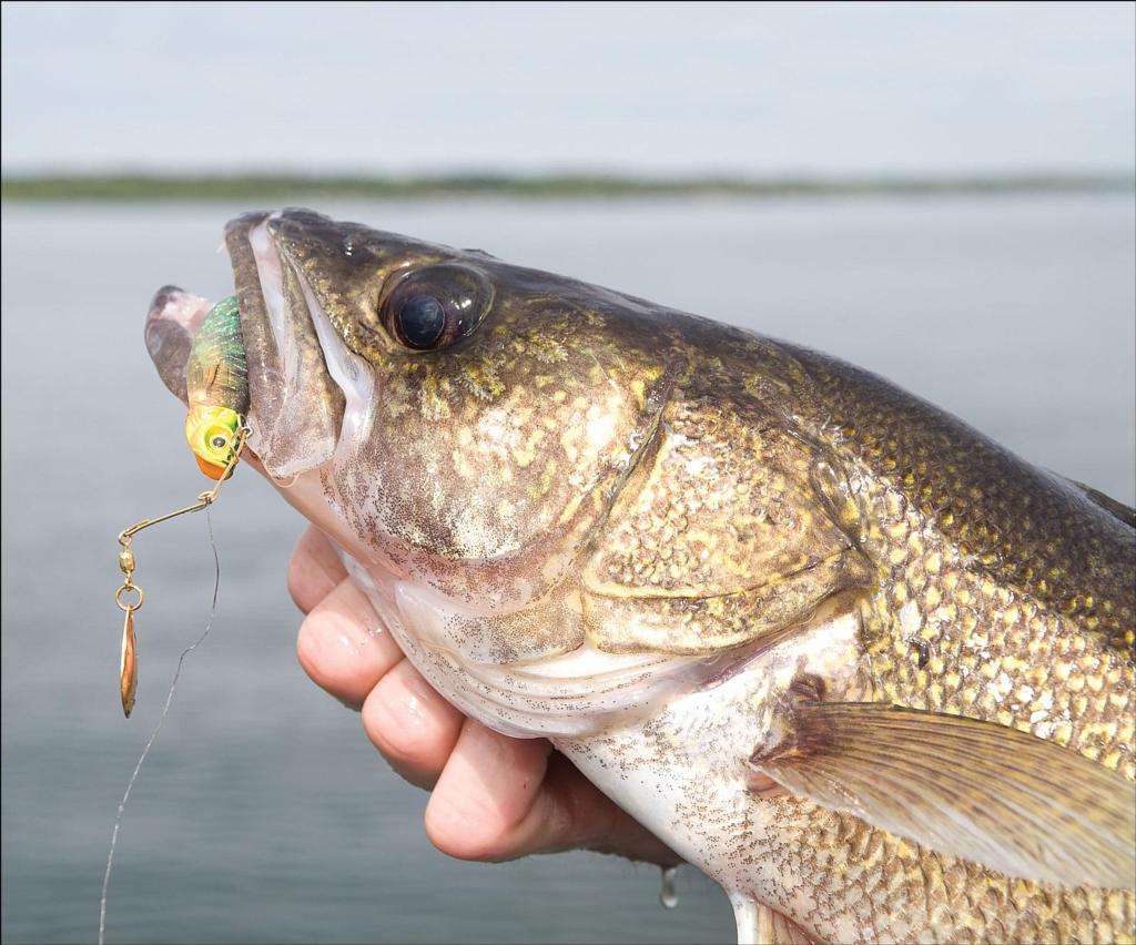 Off-the-wall 'eye baits - Major League Fishing
