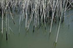 Evidence of a receding tide shows on the stalks of tules spread throughout the California Delta.