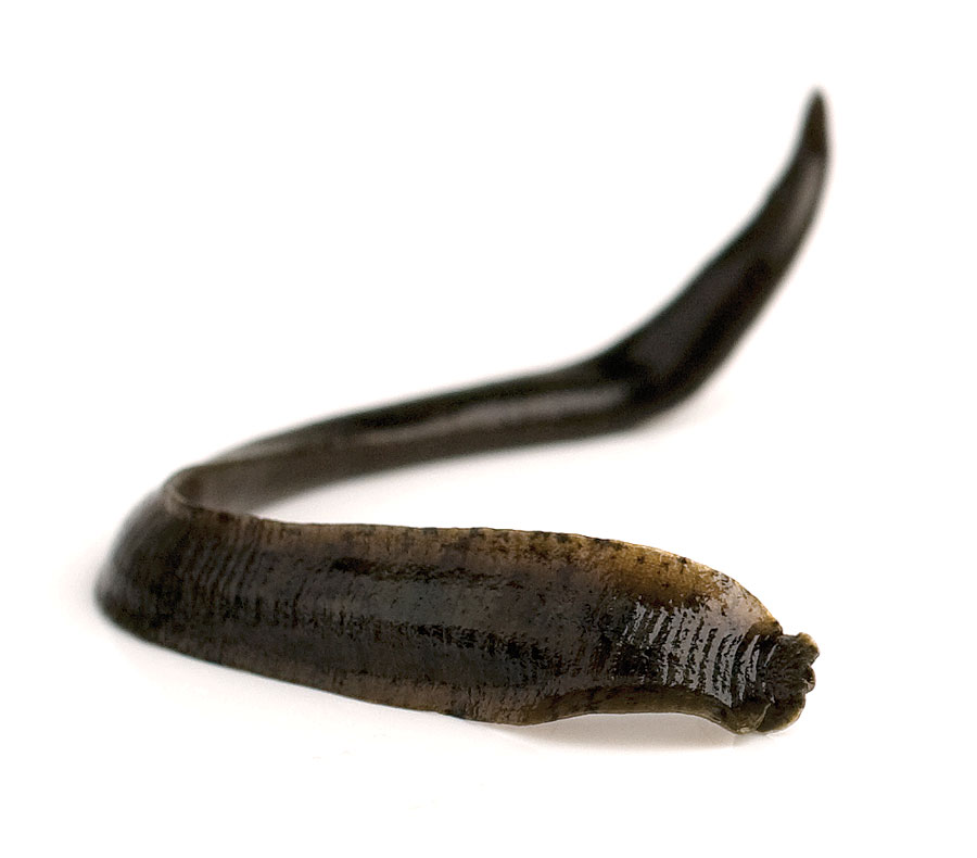 Image for Luscious leeches