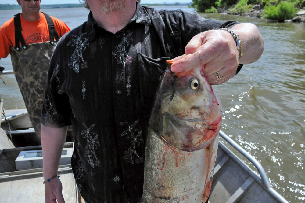 Image for No Asian carp found above Chicago barrier