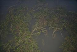 Thick hydrilla clumps with random holes make an ideal target for surface action or flipping.
