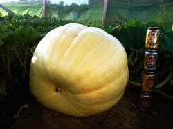 At 20 days old this pumpkin is packing on the pounds. 