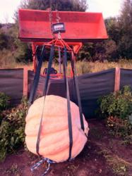 Steil hopes to one day break the 2,000 pound mark for a pumpkin. 