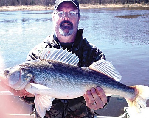 Bemidji man catches, releases potential Minnesota state record walleye -  Major League Fishing