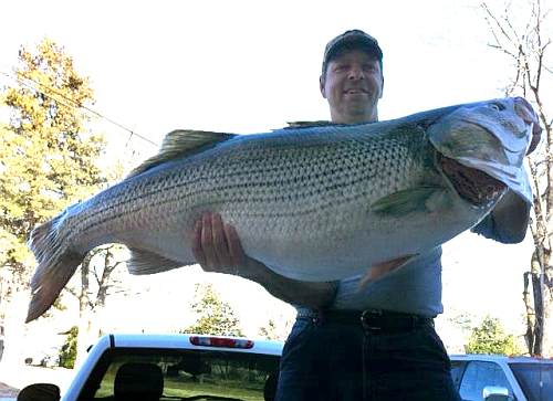 Bull Shoals striper could be world record - Major League Fishing