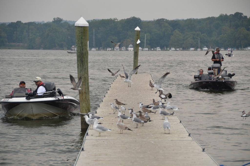 Image for FLW College Fishing heads to Chesapeake Bay