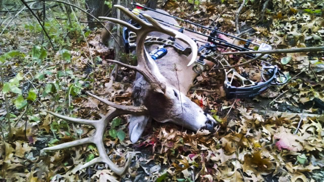 Image for From Bass to Bucks