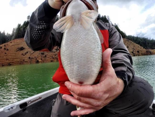 Jason Johnson showing off the belly of a Kokanee-fed bass. 
