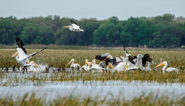Birds in paradise; day one of the FLW Tour on Lake Toho.