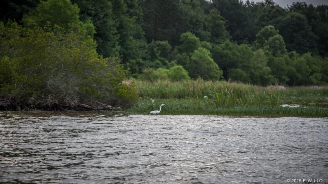 Like this one. Ideally he would have a bunch of buddies and there would be bass nearby. 