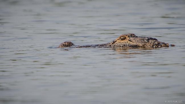 Lake Eufaula has some big gators. 