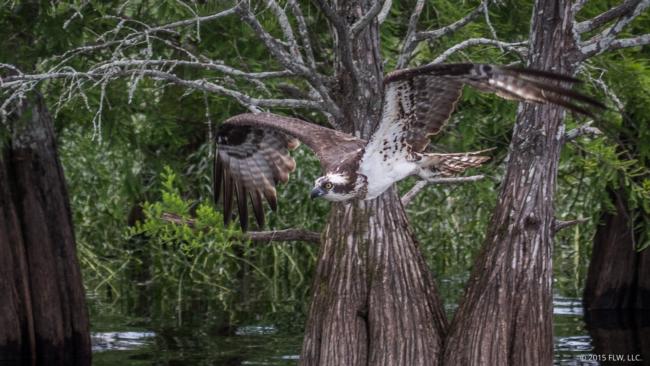 Osprey! 
