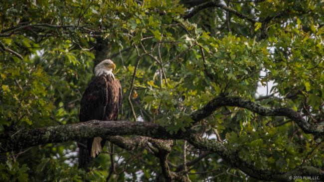 Eagle in a tree. 